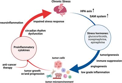 Interplay between stress and cancer—A focus on inflammation